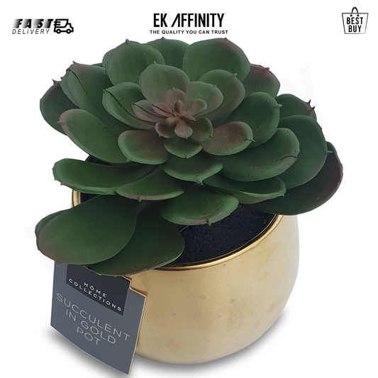 Beautiful Succulent In Gold Pot H13cm x 10cm Home and Kitchen